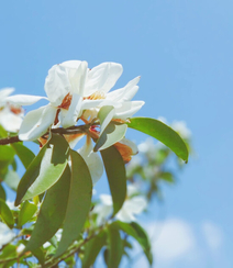 眉目间含带笑意的花卉，洁白的木兰（深山含笑）花朵图片组图12