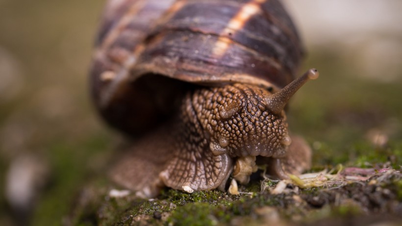 雨后可爱蜗牛爬行高清微距图片图片