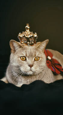 戴皇冠的胖猫咪可爱动物桌面壁纸