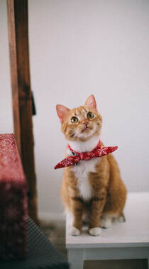 猫咪也绅士，戴领结的宠物猫等动物桌面壁纸组图4