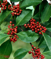 理想的园林观赏树种铁冬青树木，红色果实图片组图4