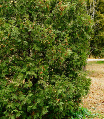 常绿乔木北美香柏枝叶，树木图片组图4