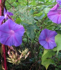 紫的，白的，挂在藤上清新好看的野外牵牛花图片组图2