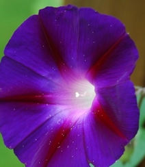 紫的，白的，挂在藤上清新好看的野外牵牛花图片组图4