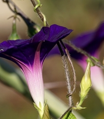 紫的，白的，挂在藤上清新好看的野外牵牛花图片组图8