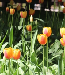 种在花田，花园，植物园里的那些颜色各异美丽的郁金香花图片组图3