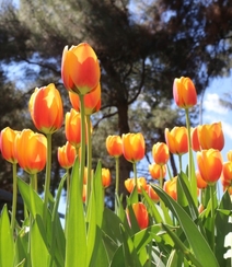 种在花田，花园，植物园里的那些颜色各异美丽的郁金香花图片组图5