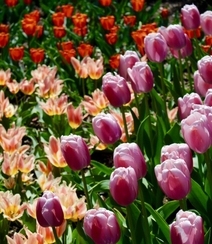 种在花田，花园，植物园里的那些颜色各异美丽的郁金香花图片组图2
