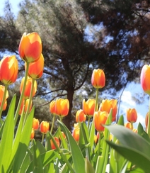 种在花田，花园，植物园里的那些颜色各异美丽的郁金香花图片组图6