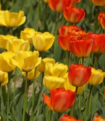 种在花田，花园，植物园里的那些颜色各异美丽的郁金香花图片组图10