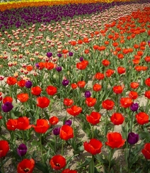 种在花田，花园，植物园里的那些颜色各异美丽的郁金香花图片组图11
