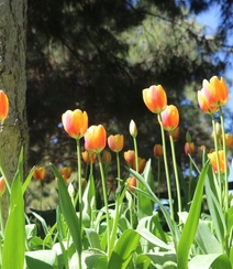 种在花田，花园，植物园里的那些颜色各异美丽的郁金香花图片组图7