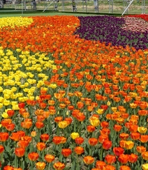 种在花田，花园，植物园里的那些颜色各异美丽的郁金香花图片
