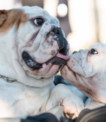 憨态可掬的可爱宠物斗牛犬图片组图7