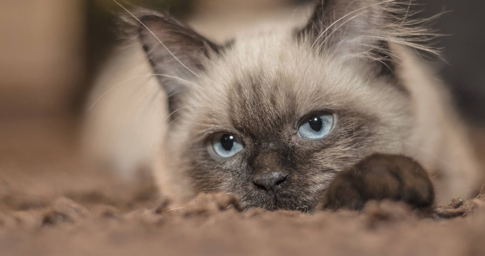 动物猫咪的多彩瞳孔，张开嘴打哈欠的猫咪等桌面壁纸套图7