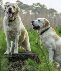 不同颜色的忠诚狗狗拉布拉多猎犬图片组图1