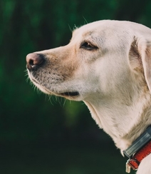 不同颜色的忠诚狗狗拉布拉多猎犬图片组图2