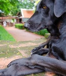 不同颜色的忠诚狗狗拉布拉多猎犬图片组图4