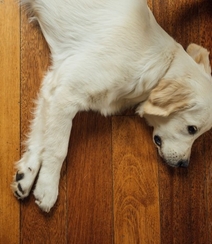 不同颜色的忠诚狗狗拉布拉多猎犬图片组图6