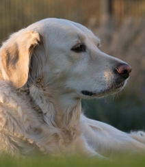 不同颜色的忠诚狗狗拉布拉多猎犬图片组图5