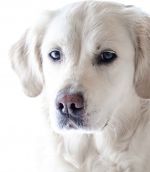 不同颜色的忠诚狗狗拉布拉多猎犬图片组图8