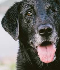 不同颜色的忠诚狗狗拉布拉多猎犬图片组图9