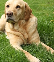 不同颜色的忠诚狗狗拉布拉多猎犬图片组图11