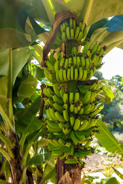 挂在树上马上就要成熟可以吃的香蕉图片图片