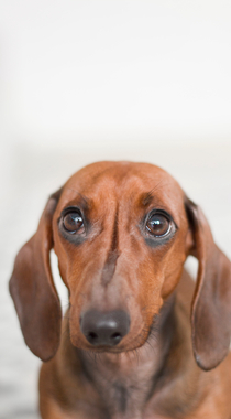 腊肠犬,波尔多犬,猎浣熊犬动物手机壁纸组图1