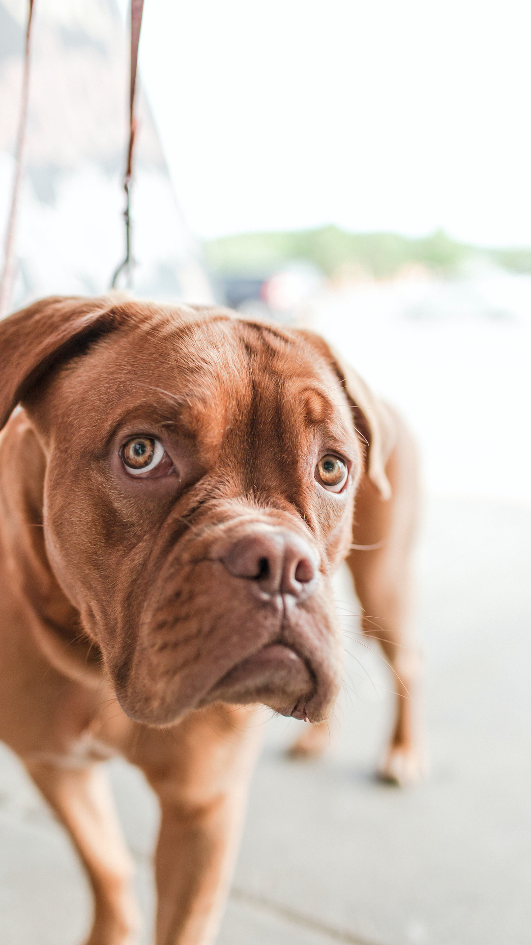 腊肠犬,波尔多犬,猎浣熊犬动物手机壁纸套图2