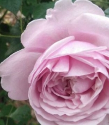 月季花-自由精神图片，英国Austen培育的一种藤本月季花组图7
