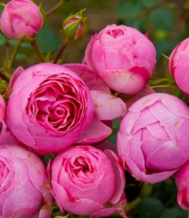 花开锦簇的艾拉绒球，非常漂亮的粉色月季花艾拉绒球图片组图1