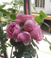 花开锦簇的艾拉绒球，非常漂亮的粉色月季花艾拉绒球图片组图8