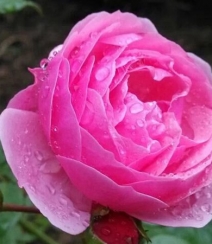 花开锦簇的艾拉绒球，非常漂亮的粉色月季花艾拉绒球图片组图4