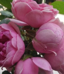 花开锦簇的艾拉绒球，非常漂亮的粉色月季花艾拉绒球图片组图7