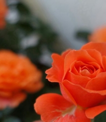 橙色花朵的月季花品种土星王阳台图片组图7
