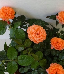 橙色花朵的月季花品种土星王阳台图片