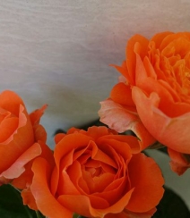 橙色花朵的月季花品种土星王阳台图片组图6