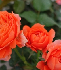 橙色花朵的月季花品种土星王阳台图片组图4