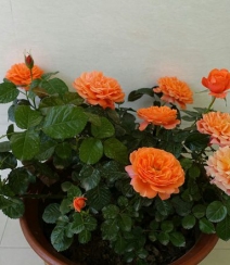 橙色花朵的月季花品种土星王阳台图片组图3