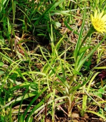 生长在地里的菊科植物鸦葱图片组图3