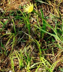 生长在地里的菊科植物鸦葱图片组图4