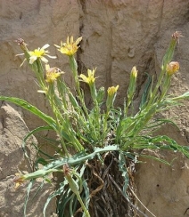 生长在地里的菊科植物鸦葱图片组图5