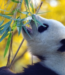 动物园里懒洋洋吃竹子或晒太阳的大熊猫图片组图1