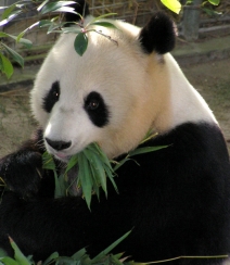 动物园里懒洋洋吃竹子或晒太阳的大熊猫图片组图6