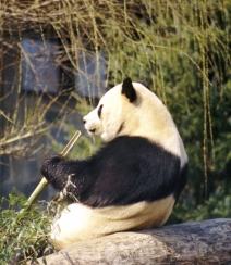 动物园里懒洋洋吃竹子或晒太阳的大熊猫图片组图4