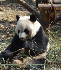 动物园里懒洋洋吃竹子或晒太阳的大熊猫图片组图7