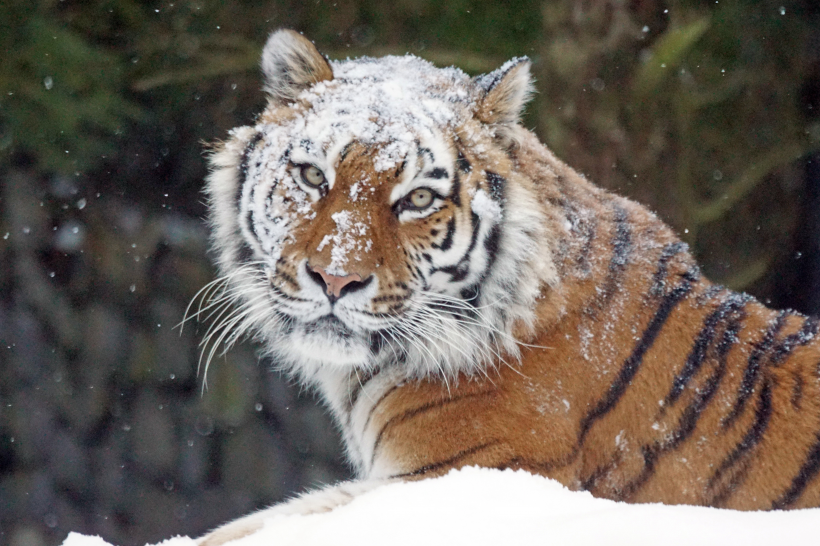 雪地中的大老虎和小老虎可爱打闹图片图片