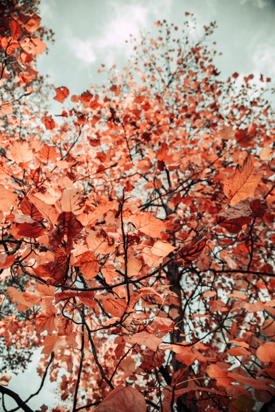 秋天唯美泛黄的树叶，落叶意境图片