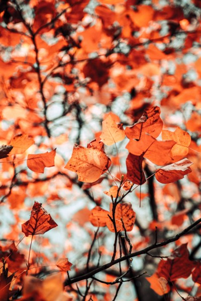 秋天唯美泛黄的树叶，落叶意境图片